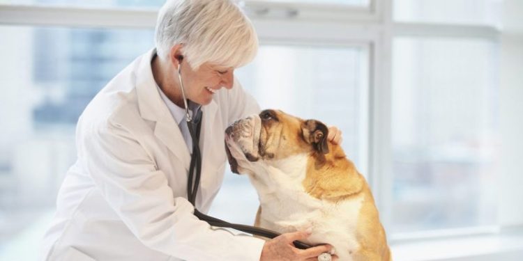Bisacodyl For Dogs: Uses, Dosage, & Side Effects