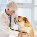 Bisacodyl For Dogs: Uses, Dosage, & Side Effects