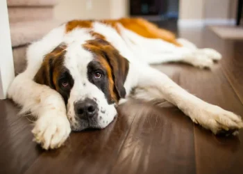 Hip Dysplasia in Dogs: Symptoms, Causes, Treatments, and Prevention