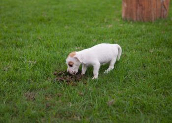 Coccidia In Dogs: Symptoms, Causes, & Treatments