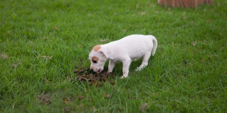 Coccidia In Dogs: Symptoms, Causes, & Treatments