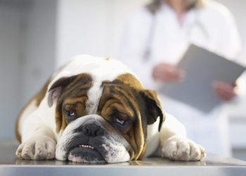 Metoclopramide For Dogs: Uses, Dosage, & Side Effects