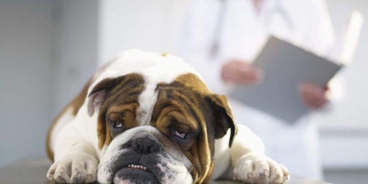 Metoclopramide For Dogs: Uses, Dosage, & Side Effects