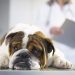 Metoclopramide For Dogs: Uses, Dosage, & Side Effects