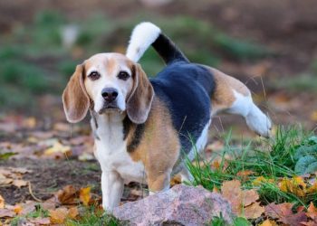 Excess Protein In Dogs’ Urine: Symptoms, Causes, & Treatments