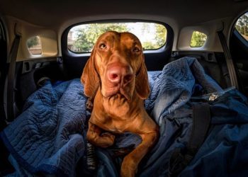 Dramamine (Dimenhydrinate) for Dogs: Uses, Dosage, & Side Effects