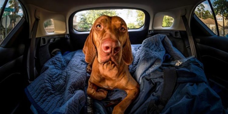 Dramamine (Dimenhydrinate) for Dogs: Uses, Dosage, & Side Effects