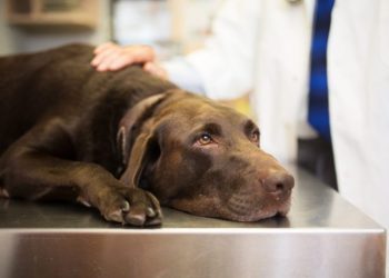 Low Blood Albumin In Dogs: Symptoms, Causes, & Treatments