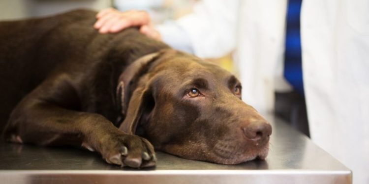 Low Blood Albumin In Dogs: Symptoms, Causes, & Treatments