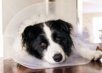 Tramadol for Dogs: Uses, Dosage, & Side Effects