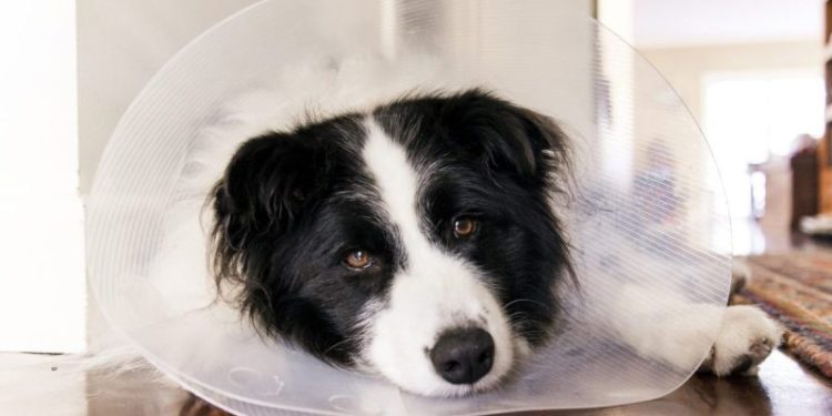 Tramadol for Dogs: Uses, Dosage, & Side Effects