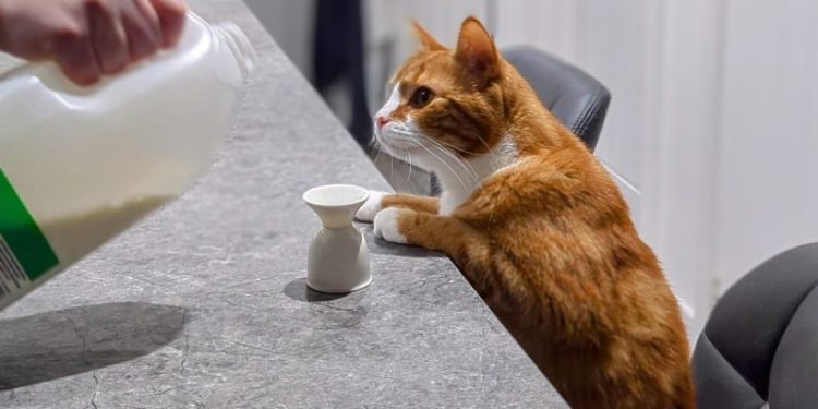 Someone Pour Me Up A Double Shot of Milk, Please: Alex’s Nightcaps