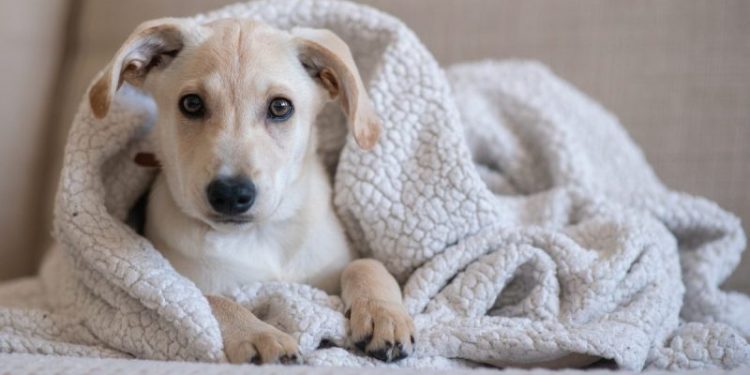 Adequan for Dogs: Uses, Dosage, & Side Effects