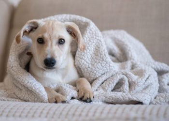 Adequan for Dogs: Uses, Dosage, & Side Effects