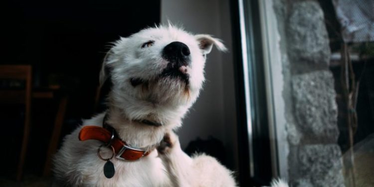 Apoquel for Dogs: Uses, Dosage, & Side Effects