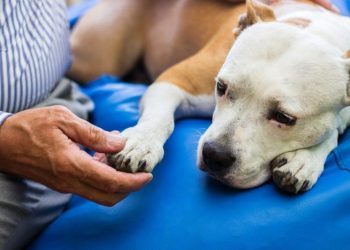 Streptococcus Zooepidemicus in Dogs: Symptoms, Causes, & Treatments