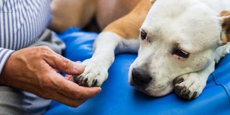 Streptococcus Zooepidemicus in Dogs: Symptoms, Causes, & Treatments