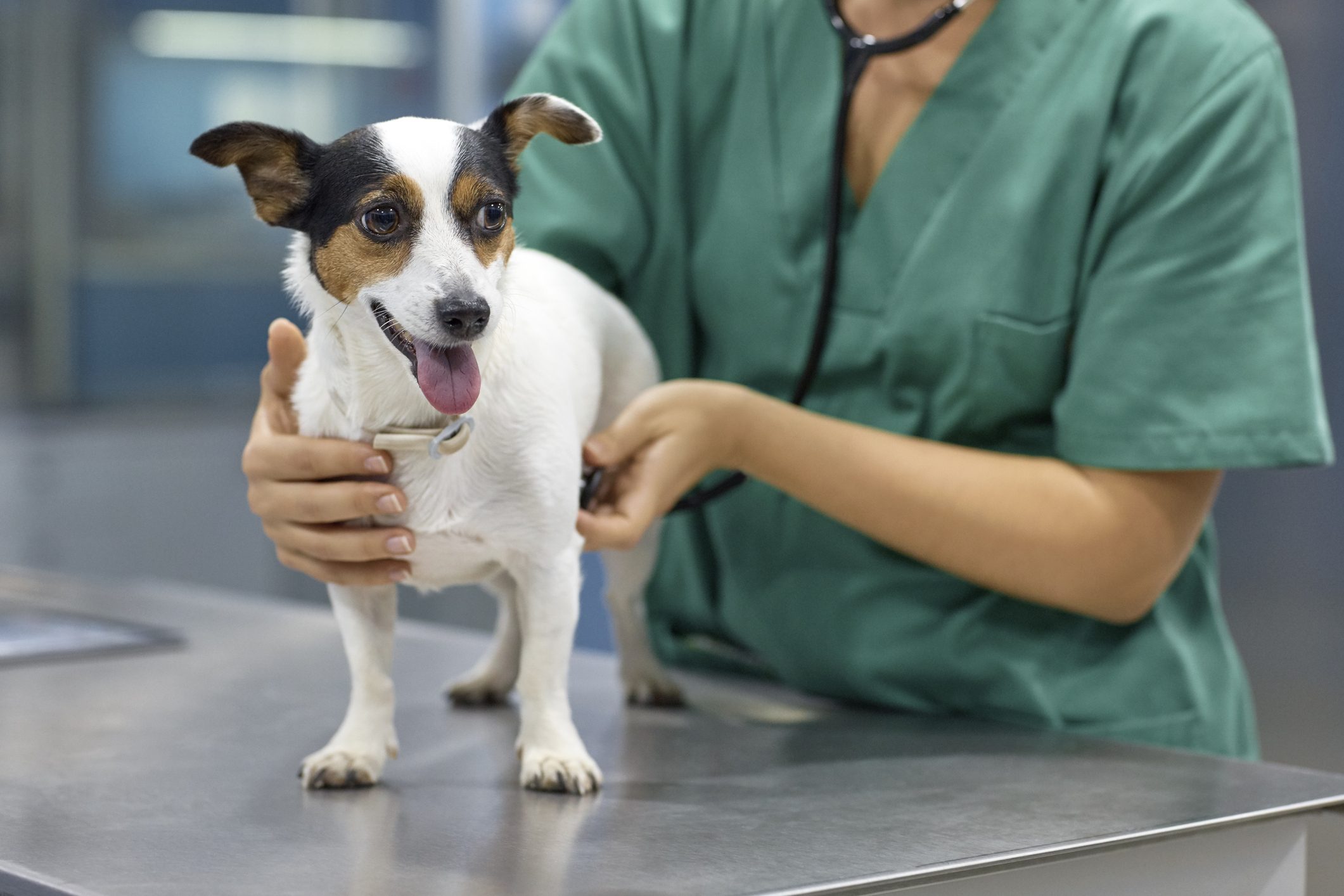 Doctor examining dog suffering from Streptococcus zooepidemicus — Strep zoo — with stethoscope in clinic.