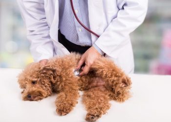 Mitral Valve Disease in Dogs: Symptoms, Causes, & Treatments