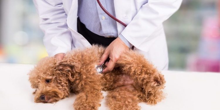 Mitral Valve Disease in Dogs: Symptoms, Causes, & Treatments