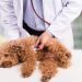Mitral Valve Disease in Dogs: Symptoms, Causes, & Treatments