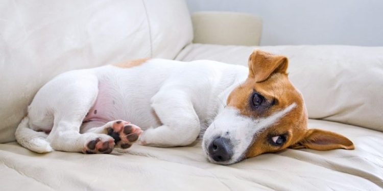 Amoxicillin for Dogs: Uses, Dosage, & Side Effects