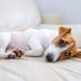 Amoxicillin for Dogs: Uses, Dosage, & Side Effects