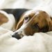 Thrombopathia in Dogs: Symptoms, Causes, & Treatments