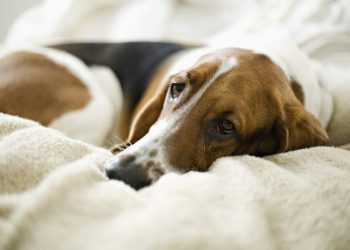 Thrombopathia in Dogs: Symptoms, Causes, & Treatments