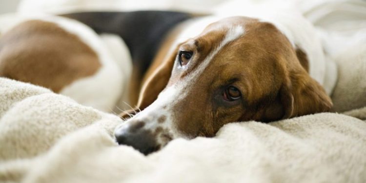 Thrombopathia in Dogs: Symptoms, Causes, & Treatments