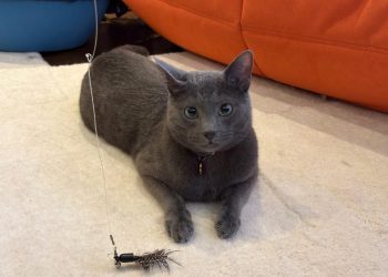 Kitty Playtime: What Raphael’s Hunt Taught Me About Life