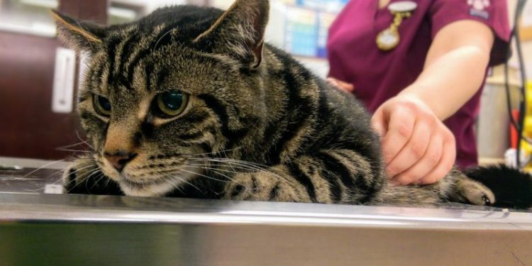 Cancer vs Artificial Intelligence – Finally, an AI Product I Can Get Behind