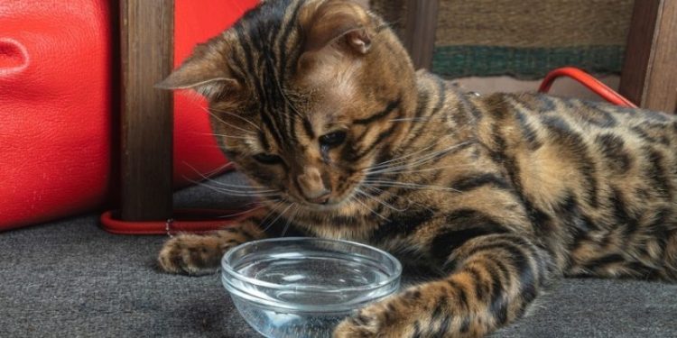 Why Is My Cat Not Drinking Water? Vet-Reviewed Reasons & Solutions