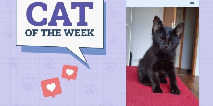 Catster Photo Contest: Cats of the Week Winners (Mar 13, 2025)