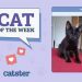 Catster Photo Contest: Cats of the Week Winners (Mar 13, 2025)