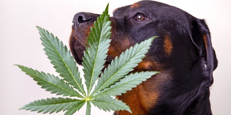 My Dog Ate Weed: What To Do if Your Dog Eats Marijuana