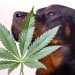 My Dog Ate Weed: What To Do if Your Dog Eats Marijuana