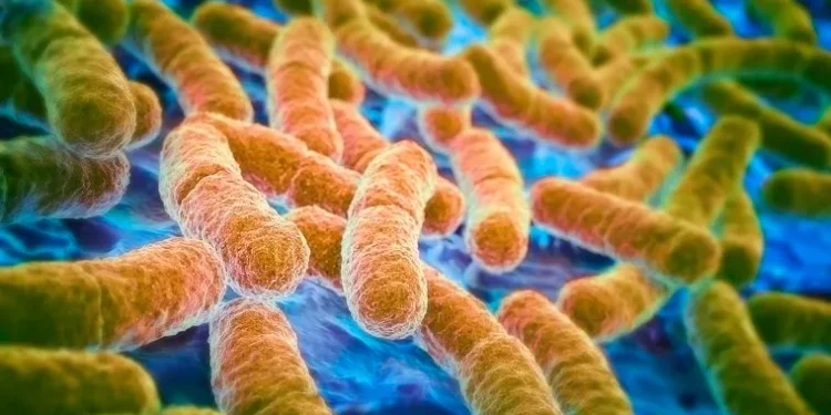 E. Coli Infection In Dogs: Symptoms, Causes, & Treatments