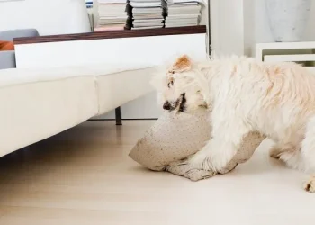 Pica in Dogs: Symptoms, Causes, & Treatments