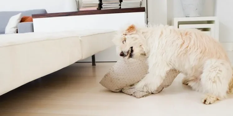 Pica in Dogs: Symptoms, Causes, & Treatments