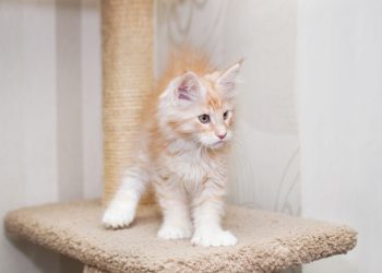 Polydactyl Maine Coon Cat Breed: Info, Pictures, Care & Facts