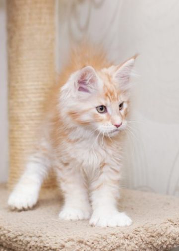 Polydactyl Maine Coon Cat Breed: Info, Pictures, Care & Facts