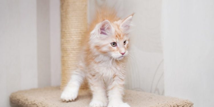 Polydactyl Maine Coon Cat Breed: Info, Pictures, Care & Facts