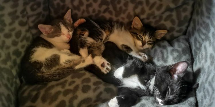 Kittens, Adoption & Loss: Navigating Happy and Hard Times
