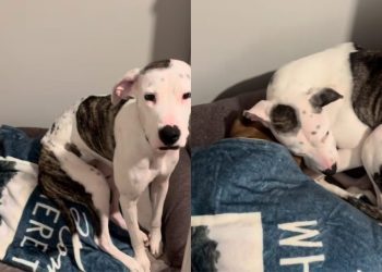 Video of Rescue Dog Insisting on Sleeping Next To Senior Dog Is Everything