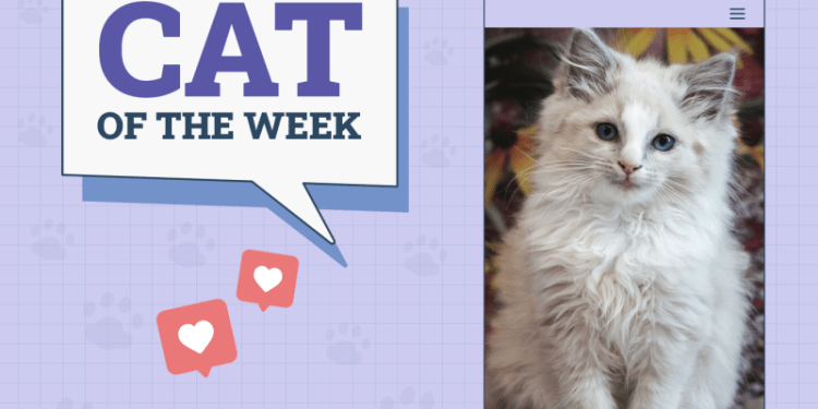 Catster Photo Contest: Cats of the Week Winners (April 17, 2025)