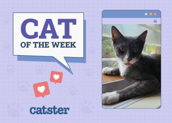 Catster Photo Contest: Cats of the Week Winners (April 3, 2025)