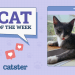 Catster Photo Contest: Cats of the Week Winners (April 3, 2025)