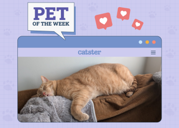 Catster Photo Contest: Cats of the Week Winners (April 24, 2025)