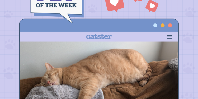 Catster Photo Contest: Cats of the Week Winners (April 24, 2025)